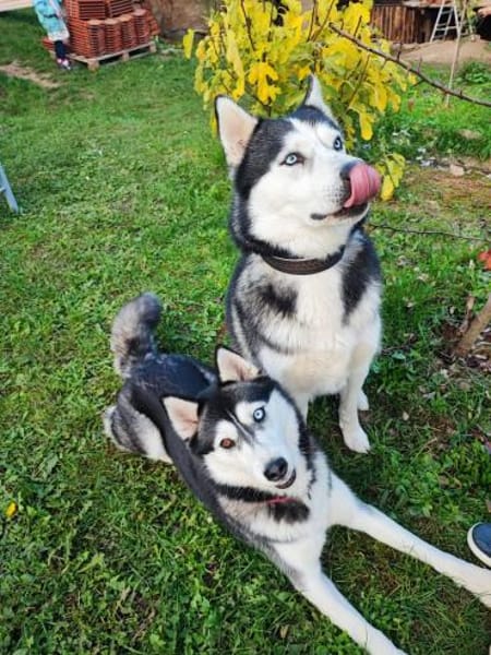 Selah und Nanuk ❤❤