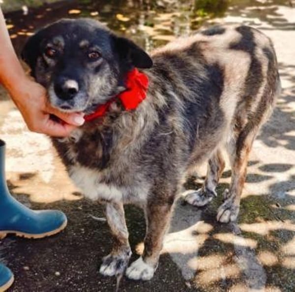 Lulu, freundliche Hündin sucht Familie