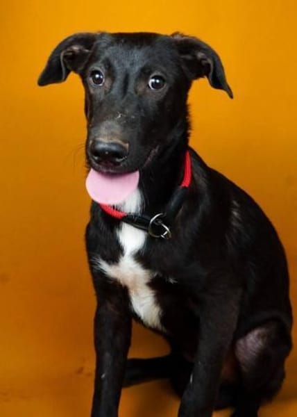 Nero,  sensibel,  verschmust und verspie