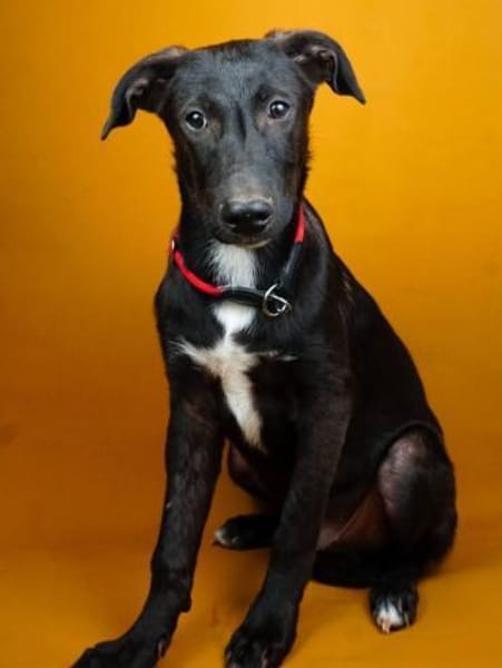 Nero,  sensibel,  verschmust und verspie