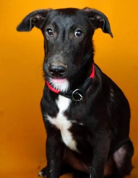 Nero,  sensibel,  verschmust und verspie