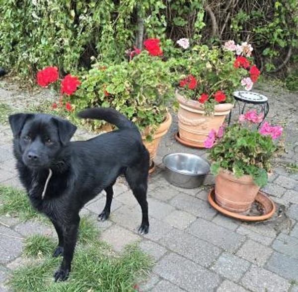 Lieber Anton