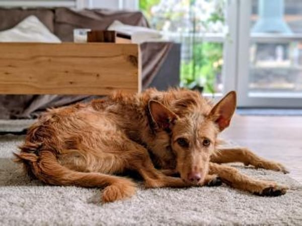Strubbel Podenca Zuma sucht ihr Zuhause
