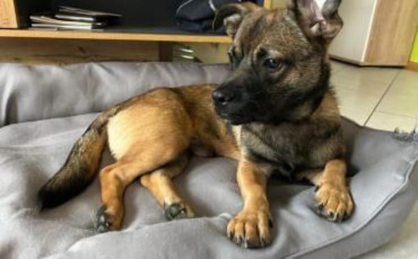 Schenkst du Pumba ein Zuhause?