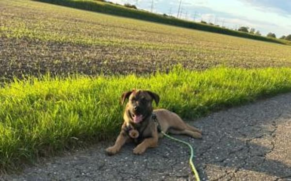 Schenkst du Pumba ein Zuhause?