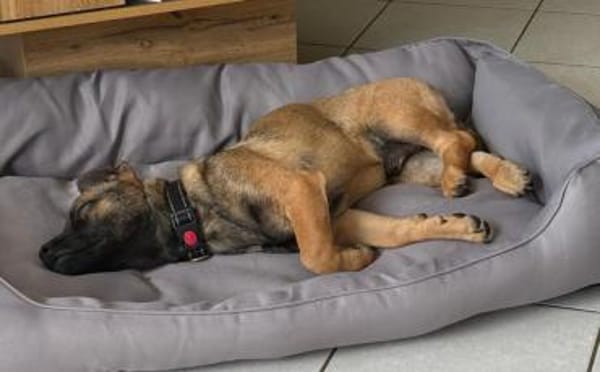 Schenkst du Pumba ein Zuhause?
