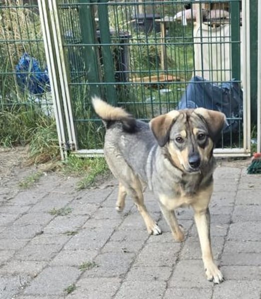 Hübsche Lucy