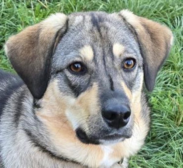 Hübsche Lucy