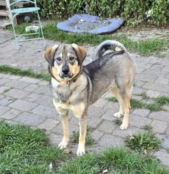 Hübsche Lucy
