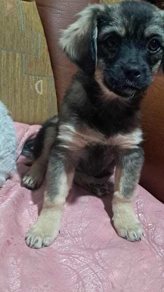 Nina, suche liebevolle Hände für immer