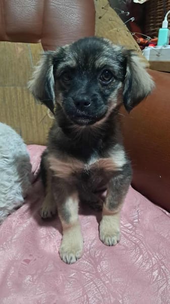 Nina, suche liebevolle Hände für immer