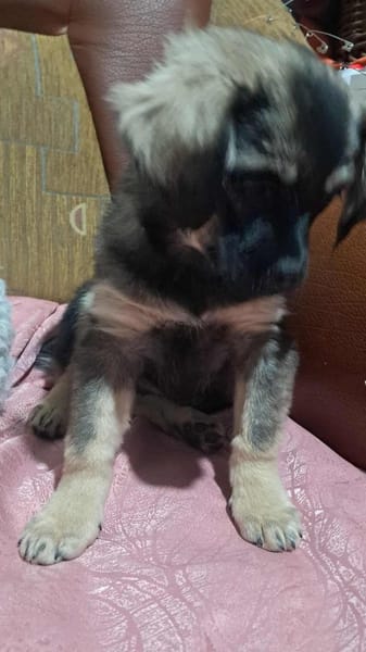 Nina, suche liebevolle Hände für immer