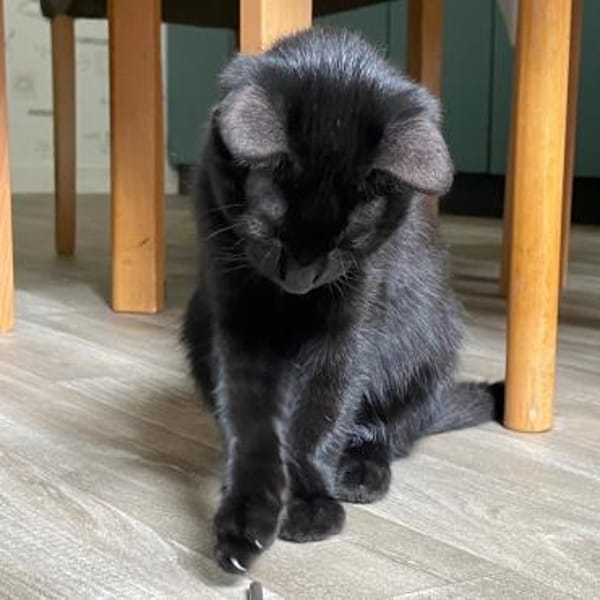 PAULA sucht forever Home❤