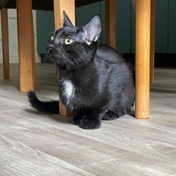 PAULA sucht forever Home❤