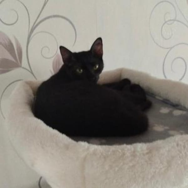 PAULA sucht forever Home❤