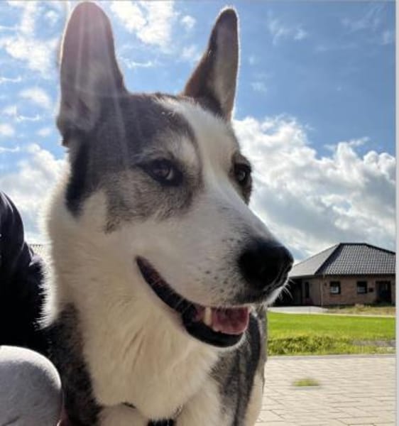 Sportliche Nala sucht ihre Familie !