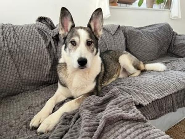 Sportliche Nala sucht ihre Familie !