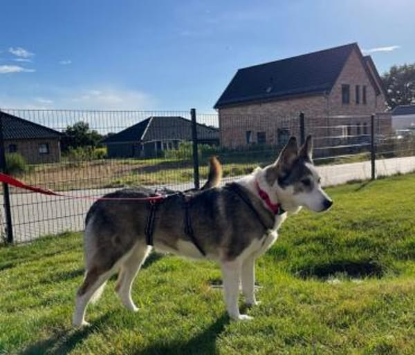 Sportliche Nala sucht ihre Familie !
