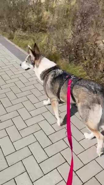 Sportliche Nala sucht ihre Familie !