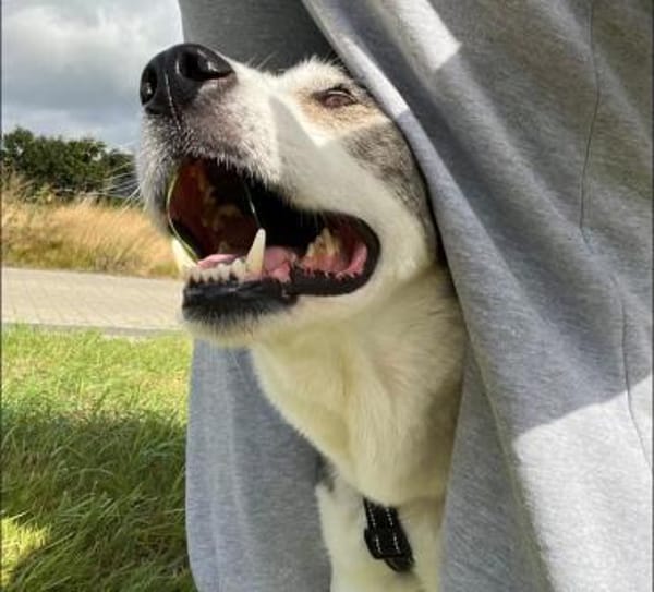 Sportliche Nala sucht ihre Familie !
