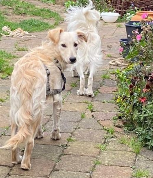 Toller Familienhund