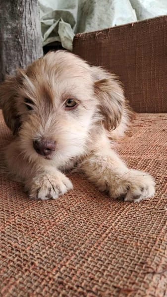Nunu, kleiner Mann sucht Zuhause
