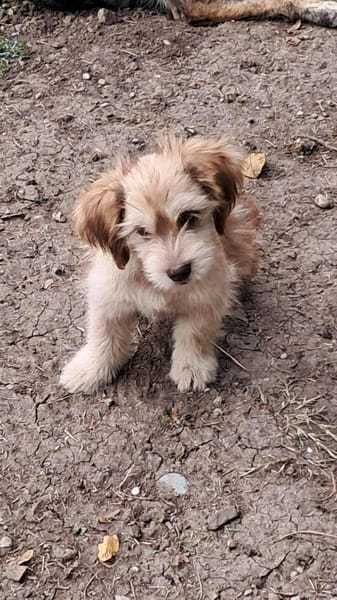 Nunu, kleiner Mann sucht Zuhause