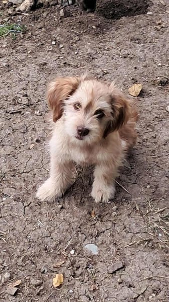 Nunu, kleiner Mann sucht Zuhause