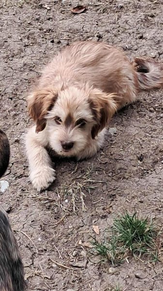 Nunu, kleiner Mann sucht Zuhause