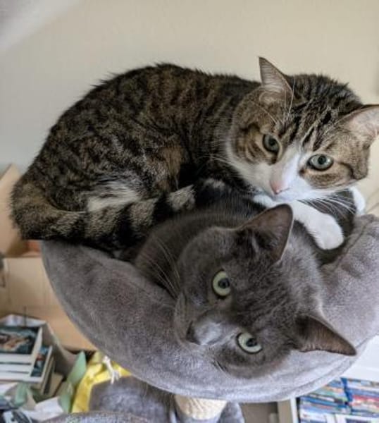 Pebbles & Ron suchen zusammen