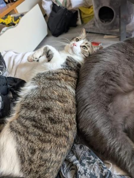 Pebbles & Ron suchen zusammen