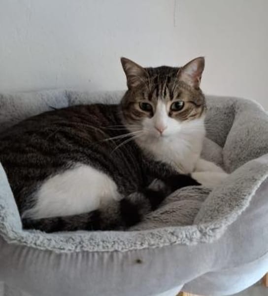 Pebbles & Ron suchen zusammen