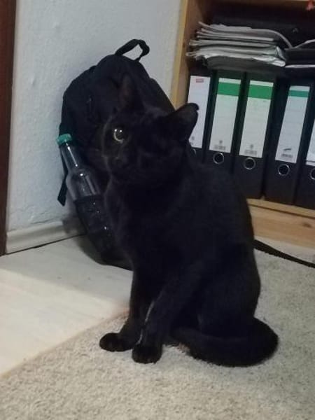 Dylan aus dem Tierschutz