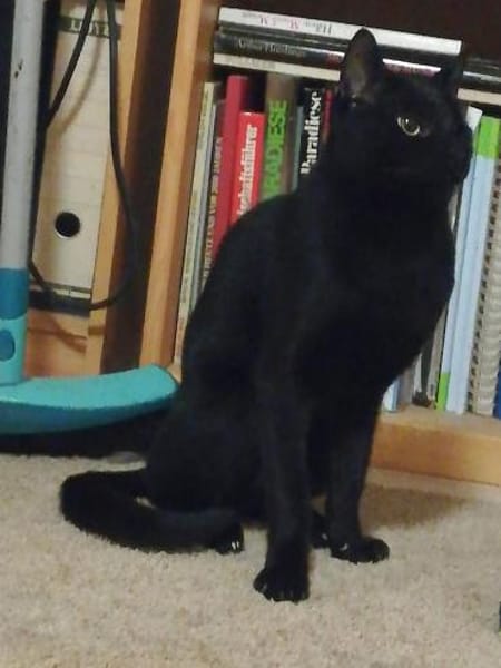 Dylan aus dem Tierschutz