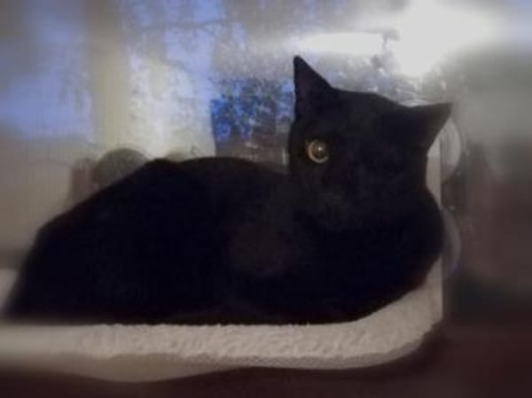 Dylan aus dem Tierschutz