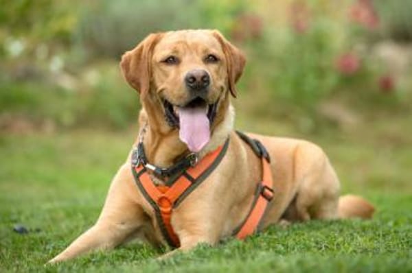 MR. SAM - bildhübscher Labrador-Bub