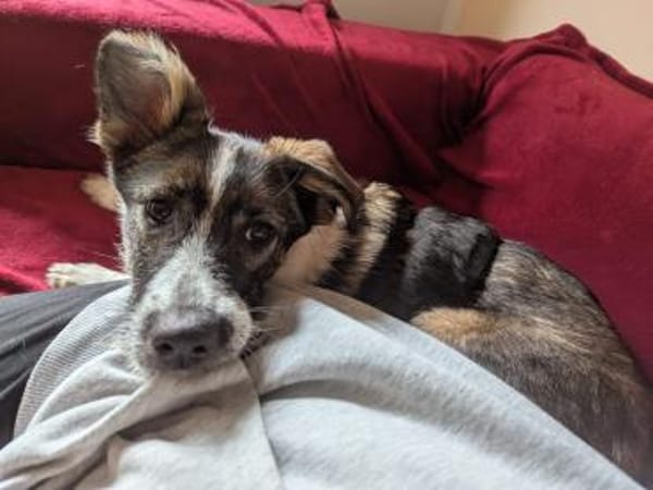 Xami💖 Kuscheliges Körbchen  gesucht