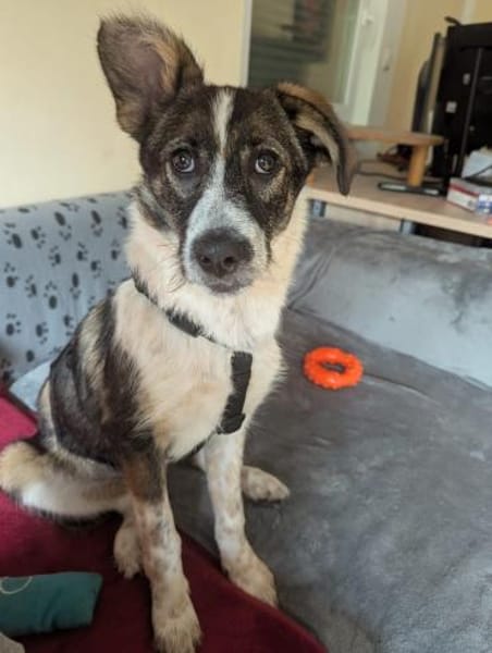 Xami💖 Kuscheliges Körbchen  gesucht