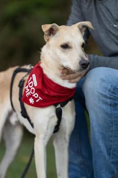 GIOVANNI PICCOLO -Dank Urlauber gerettet