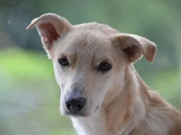 GIOVANNI PICCOLO -Dank Urlauber gerettet