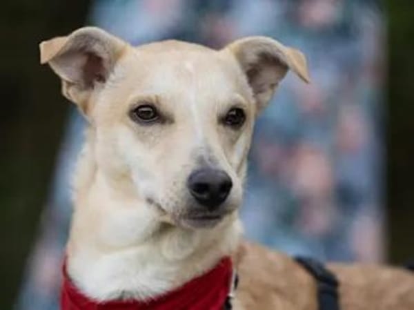 GIOVANNI PICCOLO -Dank Urlauber gerettet