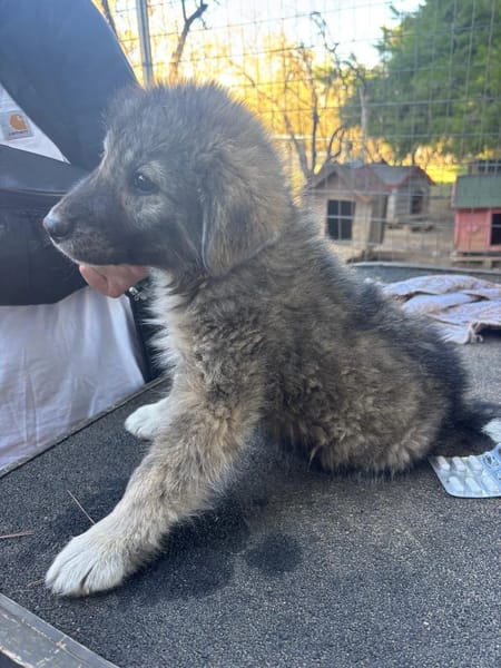Enzo
