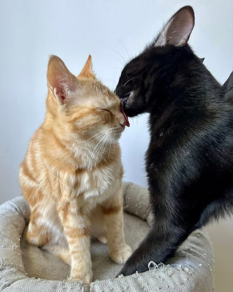 BAGHEERA & ALOHA