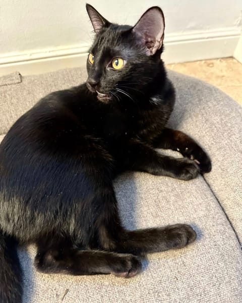 BAGHEERA & ALOHA
