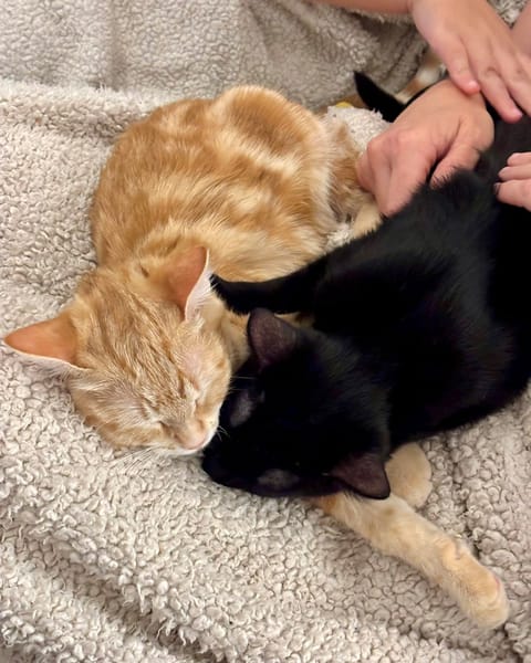 BAGHEERA & ALOHA