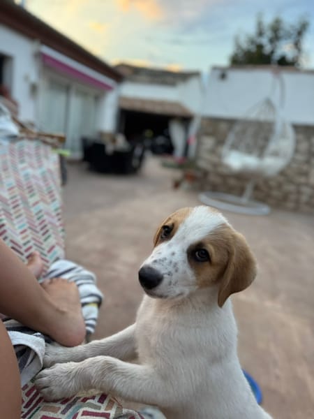 TINA