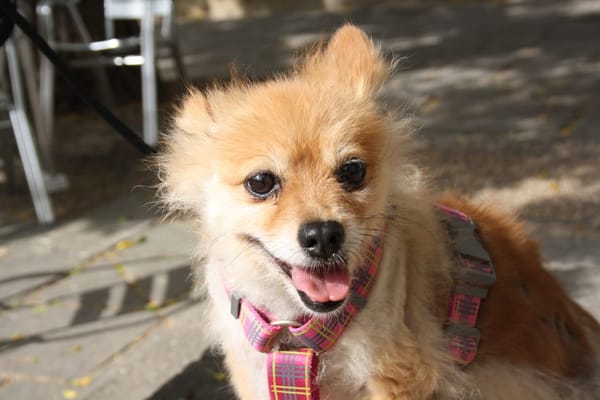 MOCCA