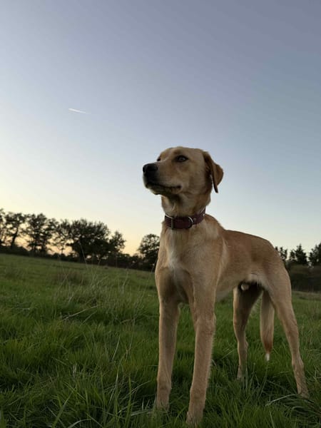 Pollux