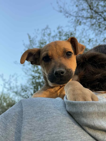 Lilo