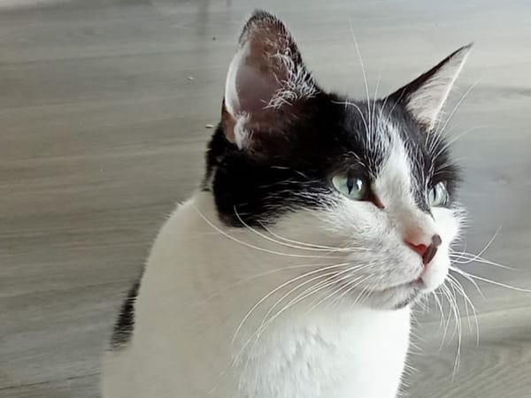 Félix